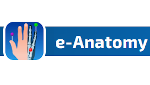 E-Anatomy