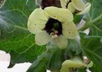 Beleo negro (flor)