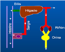 Figura 1. Ciclo enteroheptico y renal