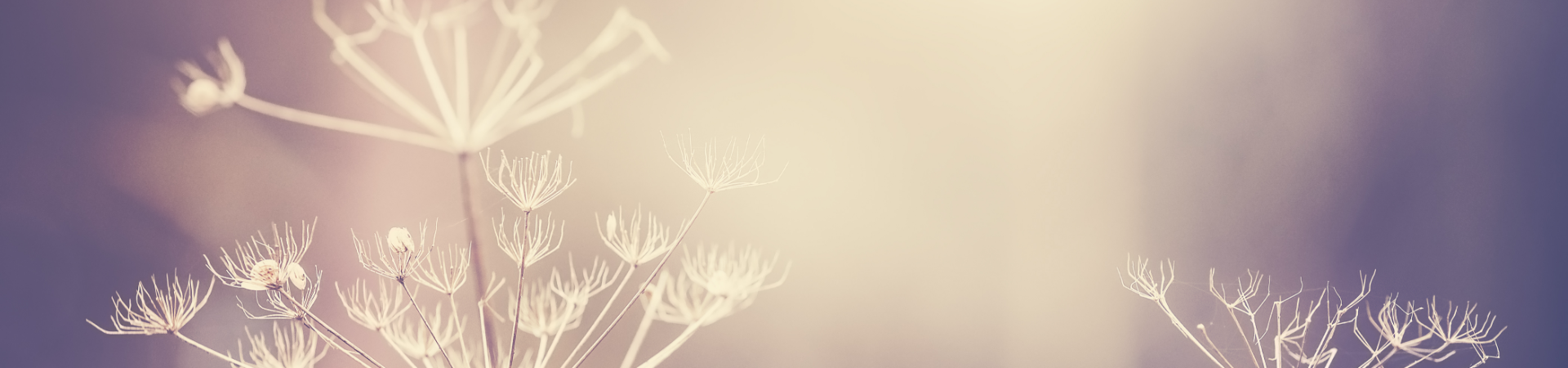 Contenido Multimedia