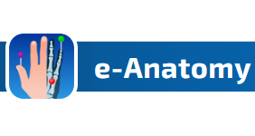 E-Anatomy