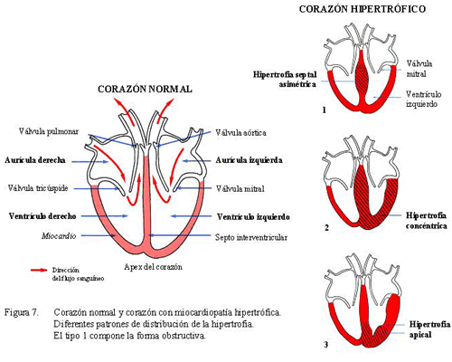Estructura y funcin del corazn normal