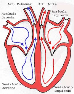 Circulación de sangre en un corazón normal