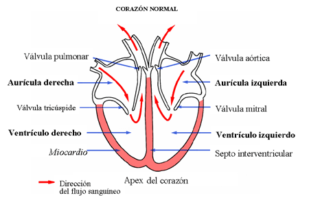 El corazón normal, su estructura y función